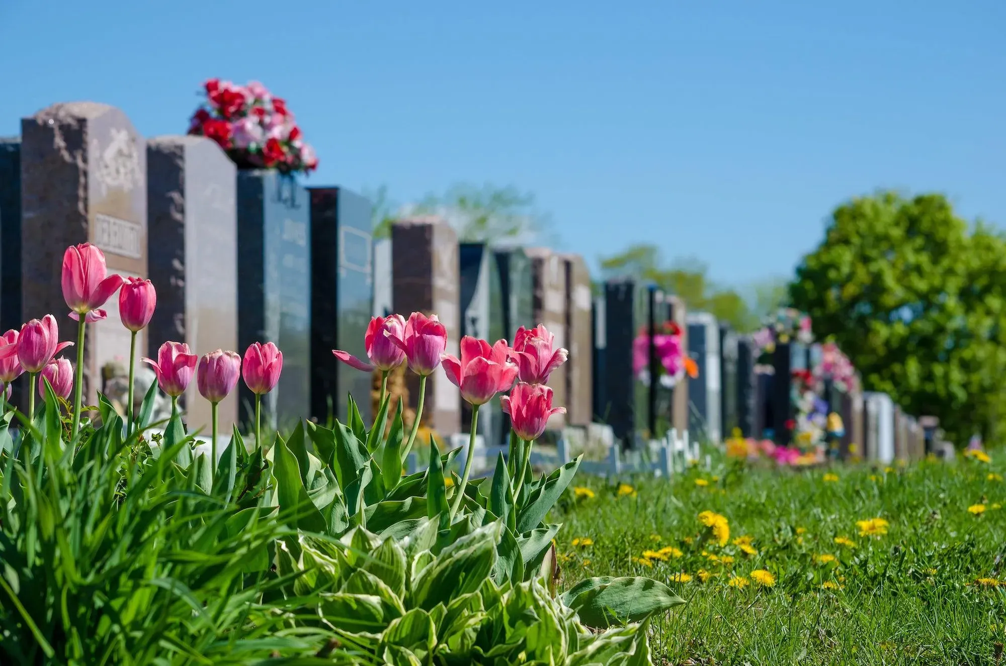 Tulipes roses et fleurs au premier plan devant une rangée de pierres tombales.